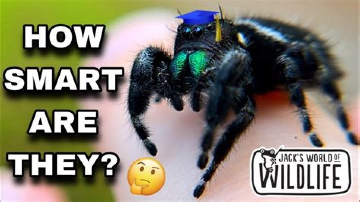 Spiders: Smart or Just Clever? Unveiling Their Intelligence